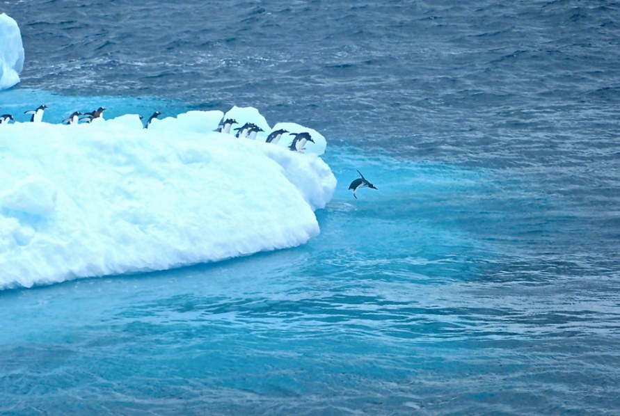 A line of penguins at the edge of an iceberg while one leaps out over the turquoise Antarctic water